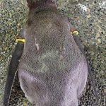 初めまして、柴田と申します。