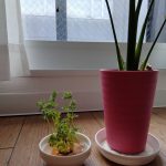 はじめまして、鈴木と申します。